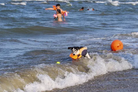 cani in spiaggia
