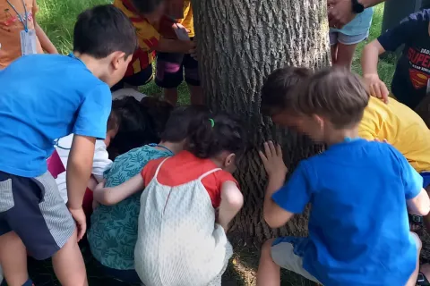 Liberazione delle coccinelle