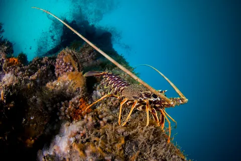 foto_di_sub_rimini_gian_neri