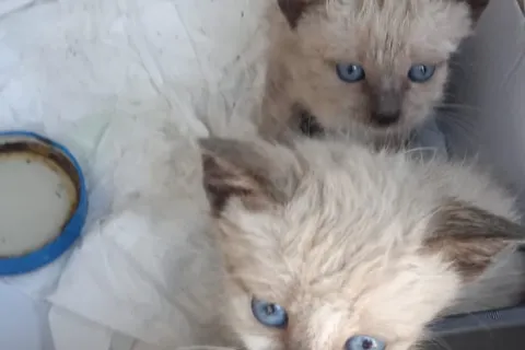 ritrovamento mici