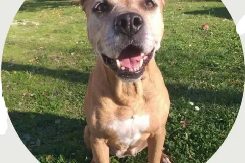 La pitbull Mya