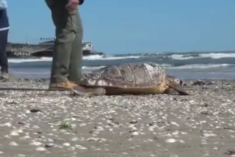 tartaruga_-_da_un_video_del_club_nautico