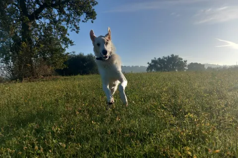 cane Eddy