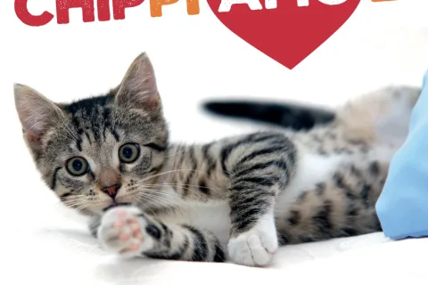 chippiamoli