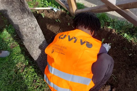 civivo zavatta
