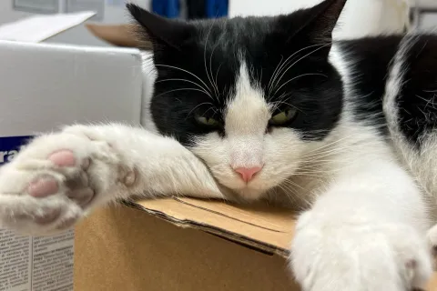 Gatta Sole