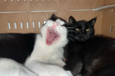 Gatti Sole e Luna
