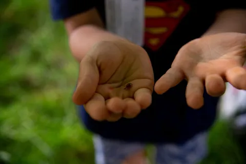 mani di bambino con una coccinella