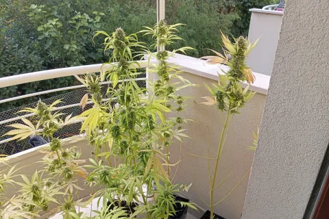 piante di marijuana sequestrate