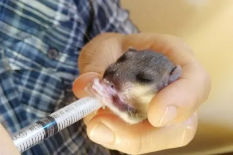 4 ottobre, giornata mondiale degli animal