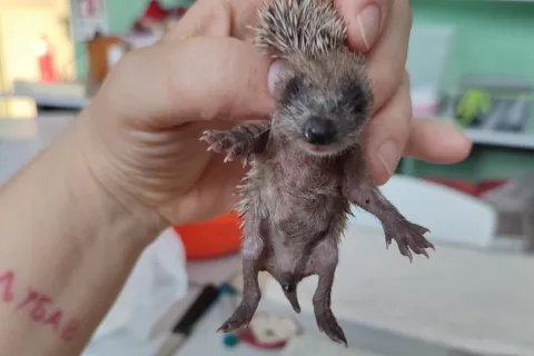 4 ottobre, giornata mondiale degli animal