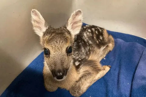4 ottobre, giornata mondiale degli animal