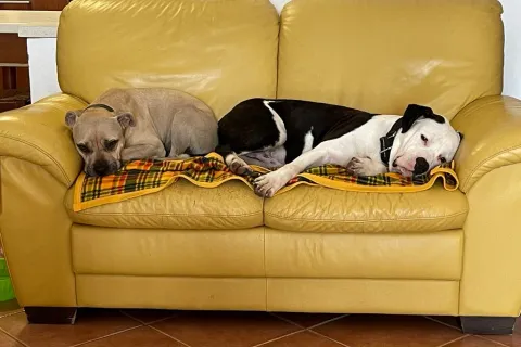 cane Toretto (pelo bianco e nero)