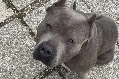 cane che guarda il padrone