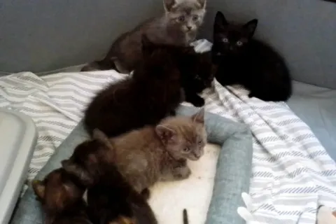 Gatti abbandonati