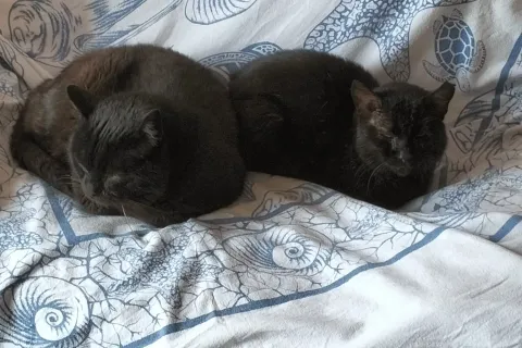 gatti Godzilla e Pepe