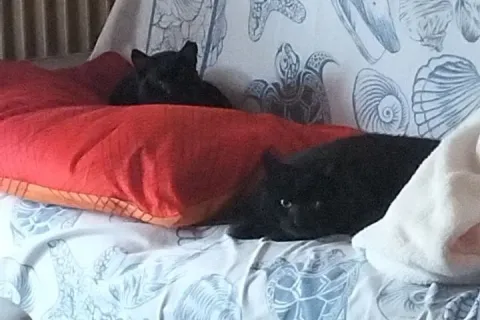 gatti Godzilla e Pepe