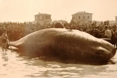 Capodoglio spiaggiato a Rimini nel 1943
