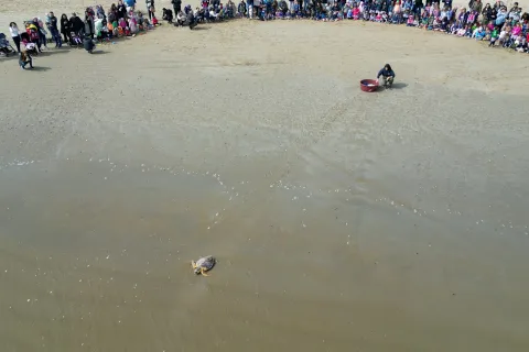 Tartaruga