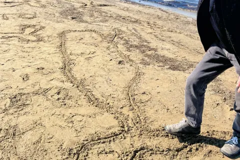 grande balena sulla spiaggia