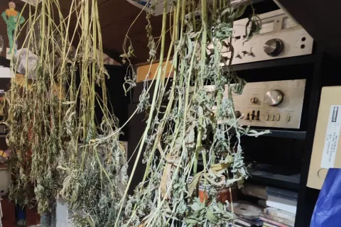 Marijuana coltivata in mansarda sequestro del 26 mag 25.jpeg
