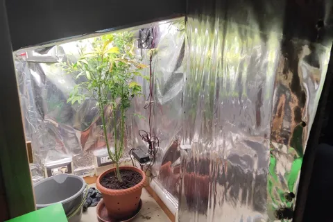 Marijuana coltivata in mansarda sequestro del 26 mag 25.jpeg