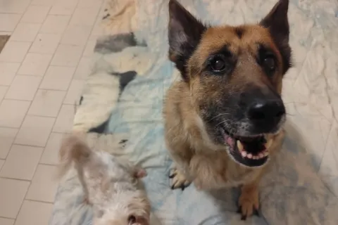 cani bella e sissy