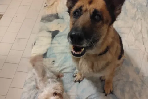cani bella e sissy