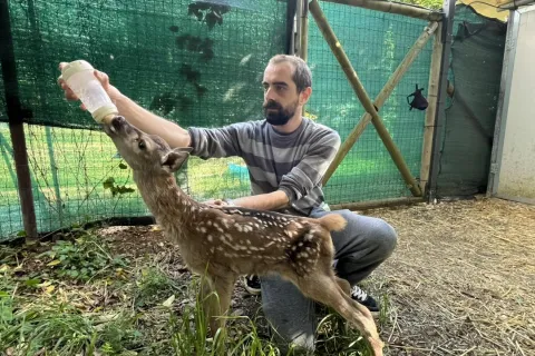 bambi