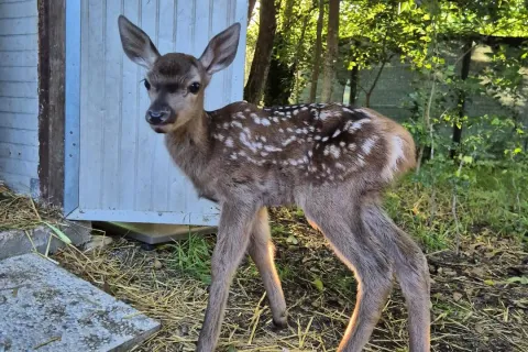 bambi