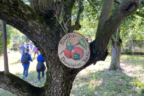 civivo scuola A Bertola  cartelli identificativi sugli alberi da frutto