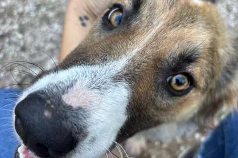 open day per Zoe - canile Stefano Cerni