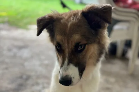 open day per Zoe - canile Stefano Cerni