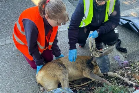 le cure dei volontari del CRAS