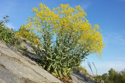 Pianta guando - Creative Commons Attribution-Share Alike 4 0 International license