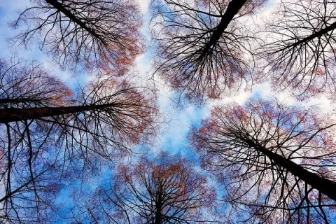 alberi