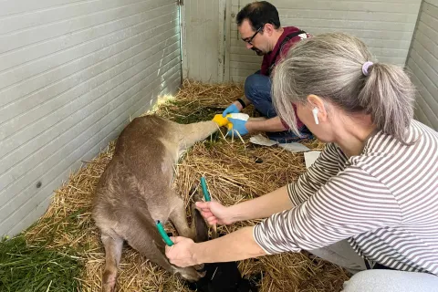 le cure dei volontari del CRAS