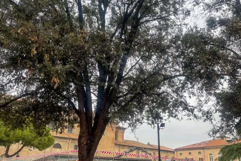 Lavori domus del chirurgo 2026