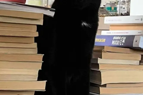 Gatto canile di Rimini 