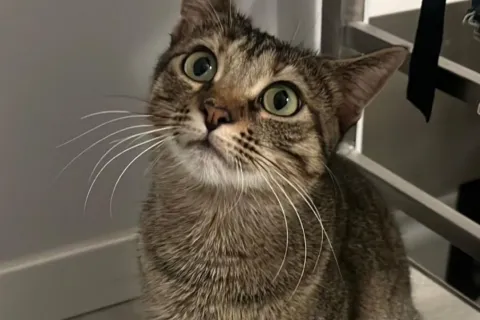 Gatto canile di Rimini 