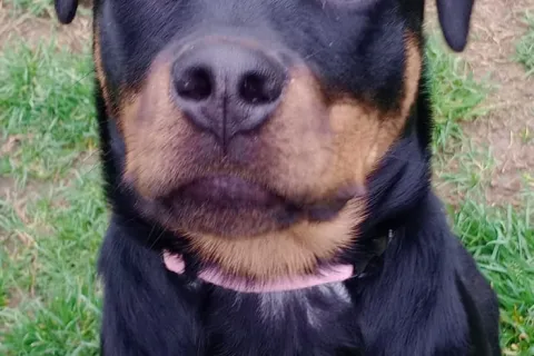 Athena rottweiler sequestrato dalla Polizia Locale