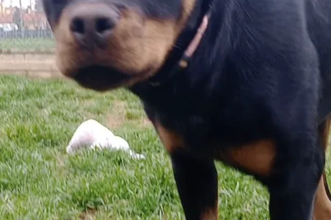 Athena rottweiler sequestrato dalla Polizia Locale