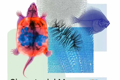 Giornata del mare 2026