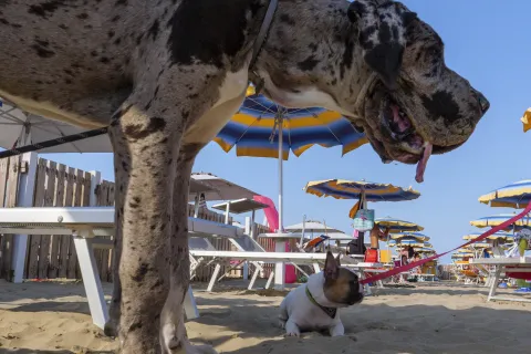 cane in spiaggia
