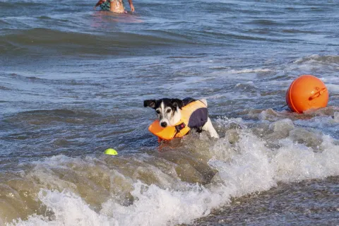 cane in acqua