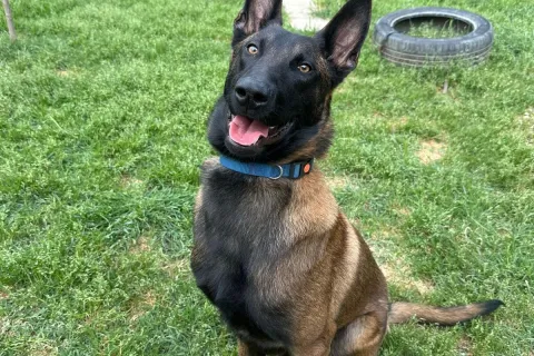 leo