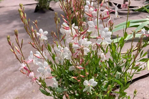 Giardino di San Fortunato