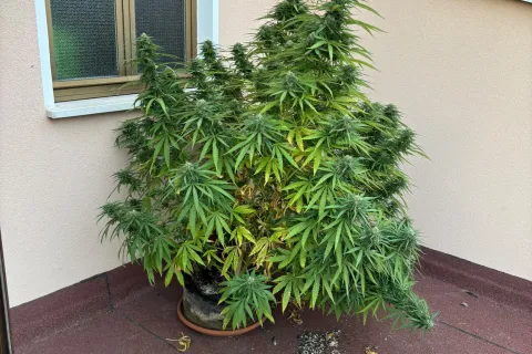 PIANTA DI MARIJUANA SEQUESTRTA DALLA PL