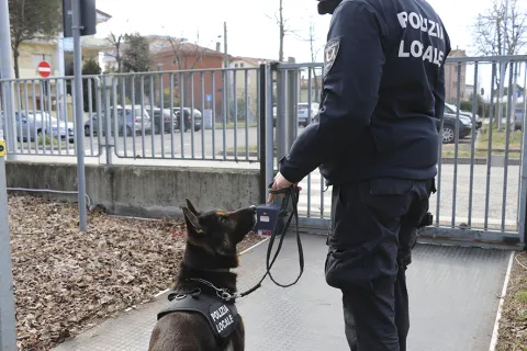 -jago_il_cane_antidroga_della_polizia_locale_in_azione_con_il_suo_conduttore_2.png