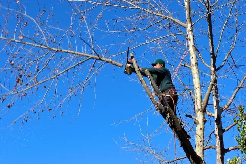 alberi_potatura.jpg